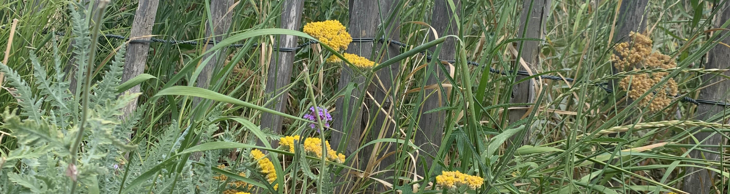 The green frugalista