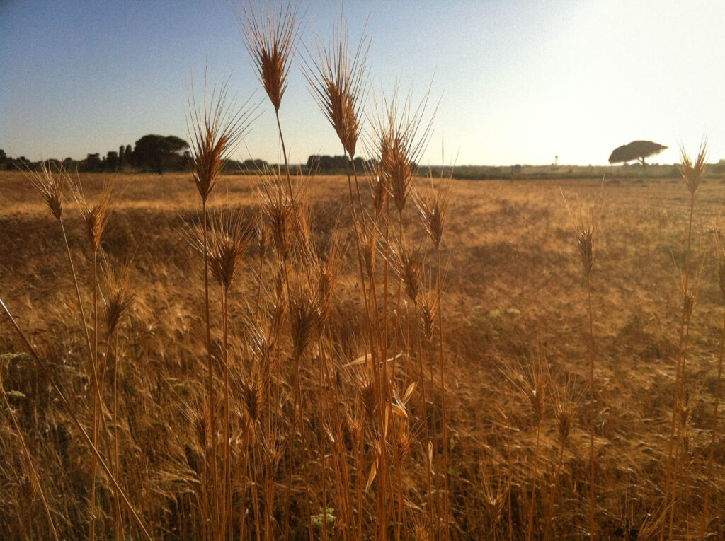 wheat